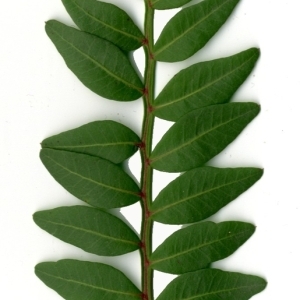 Photographie n°154430 du taxon Pistacia lentiscus L. [1753]