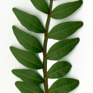 Photographie n°154431 du taxon Pistacia lentiscus L. [1753]