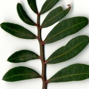 Photographie n°154439 du taxon Pistacia lentiscus L. [1753]