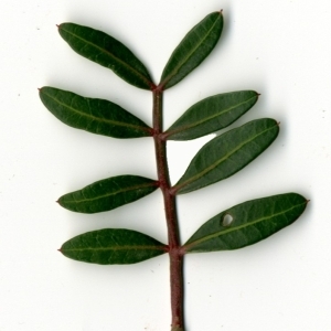 Photographie n°154443 du taxon Pistacia lentiscus L. [1753]