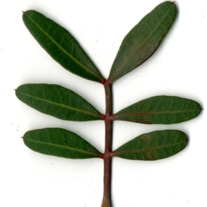 Photographie n°154446 du taxon Pistacia lentiscus L. [1753]