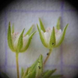  - Arenaria leptoclados (Rchb.) Guss. [1844]