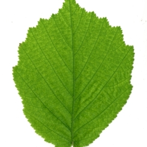 Photographie n°154649 du taxon Corylus avellana L. [1753]