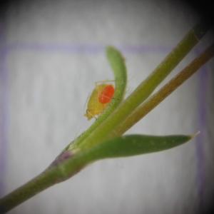 Minuartia tenuifolia (L.) Hiern (Minuartie à feuilles étroites)