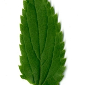 Photographie n°154674 du taxon Celtis australis L. [1753]