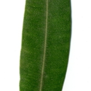 Photographie n°154722 du taxon Nerium oleander L. [1753]
