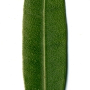 Photographie n°154723 du taxon Nerium oleander L. [1753]