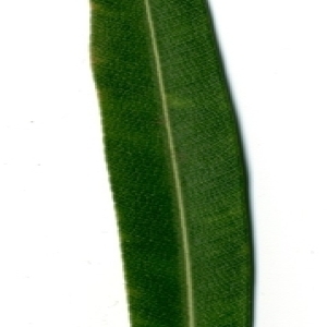 Photographie n°154734 du taxon Nerium oleander L. [1753]