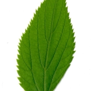 Photographie n°154755 du taxon Celtis australis L. [1753]