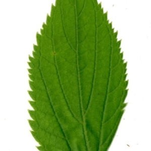 Photographie n°154759 du taxon Celtis australis L. [1753]