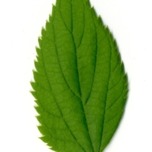 Photographie n°154769 du taxon Celtis australis L. [1753]