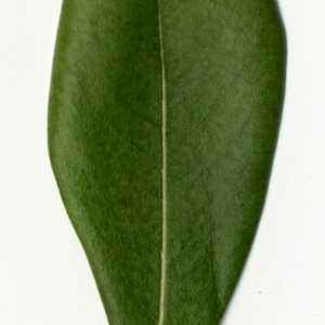 Photographie n°154792 du taxon Pittosporum tobira (Thunb.) W.T.Aiton [1811]