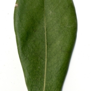 Photographie n°154794 du taxon Pittosporum tobira (Thunb.) W.T.Aiton [1811]