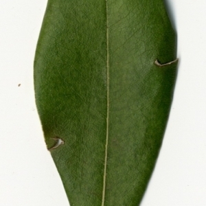 Photographie n°154800 du taxon Pittosporum tobira (Thunb.) W.T.Aiton [1811]