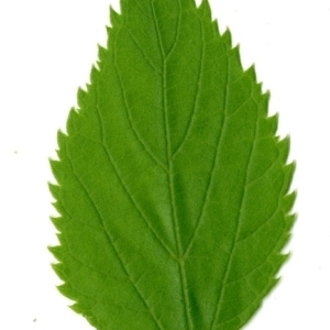 Photographie n°154810 du taxon Celtis australis L. [1753]