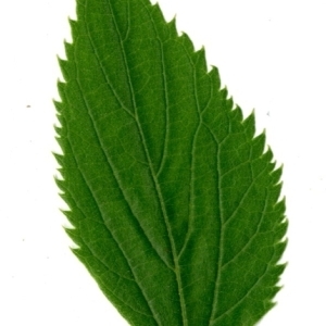 Photographie n°154812 du taxon Celtis australis L. [1753]