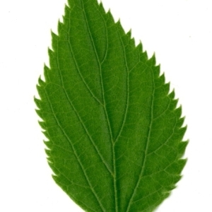 Photographie n°154813 du taxon Celtis australis L. [1753]