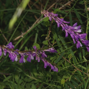 Photographie n°154818 du taxon Vicia tenuifolia Roth [1788]