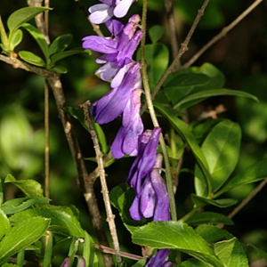 Photographie n°154822 du taxon Vicia tenuifolia Roth [1788]