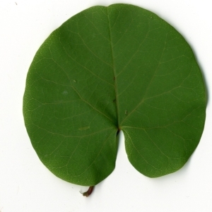 Photographie n°154928 du taxon Cercis siliquastrum L. [1753]