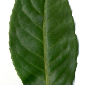Photographie n°155023 du taxon Prunus laurocerasus L. [1753]