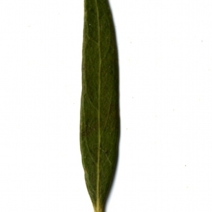 Photographie n°155042 du taxon Phillyrea angustifolia L. [1753]