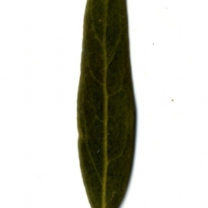 Photographie n°155044 du taxon Phillyrea angustifolia L. [1753]