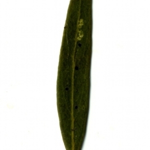 Photographie n°155045 du taxon Phillyrea angustifolia L. [1753]