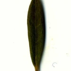 Photographie n°155046 du taxon Phillyrea angustifolia L. [1753]