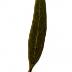 Photographie n°155049 du taxon Phillyrea angustifolia L. [1753]