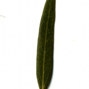 Photographie n°155050 du taxon Phillyrea angustifolia L. [1753]