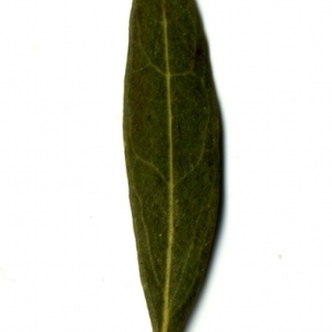 Photographie n°155051 du taxon Phillyrea angustifolia L. [1753]