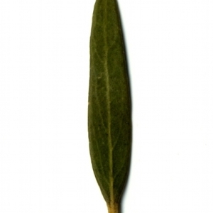 Photographie n°155052 du taxon Phillyrea angustifolia L. [1753]