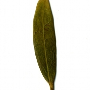 Photographie n°155055 du taxon Phillyrea angustifolia L. [1753]
