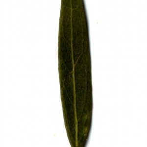 Photographie n°155058 du taxon Phillyrea angustifolia L. [1753]