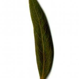 Photographie n°155060 du taxon Phillyrea angustifolia L. [1753]