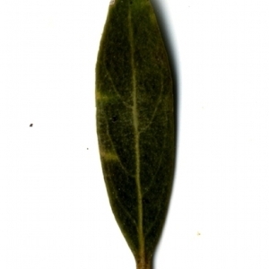Photographie n°155061 du taxon Phillyrea angustifolia L. [1753]