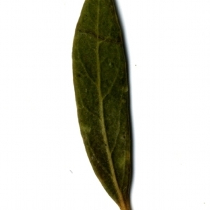 Photographie n°155062 du taxon Phillyrea angustifolia L. [1753]