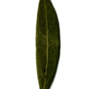 Photographie n°155064 du taxon Phillyrea angustifolia L. [1753]