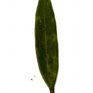 Photographie n°155065 du taxon Phillyrea angustifolia L. [1753]