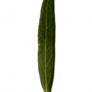 Photographie n°155067 du taxon Phillyrea angustifolia L. [1753]