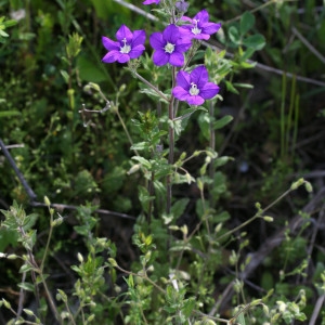 Photographie n°155112 du taxon Legousia speculum-veneris (L.) Chaix [1785]