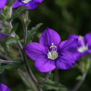 Photographie n°155113 du taxon Legousia speculum-veneris (L.) Chaix [1785]