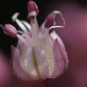Photographie n°155134 du taxon Allium porrum subsp. porrum