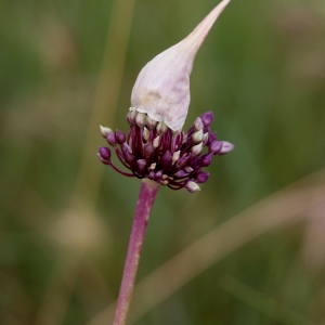 Photographie n°155135 du taxon Allium porrum subsp. porrum