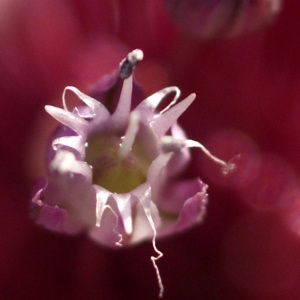 Photographie n°155136 du taxon Allium porrum subsp. porrum