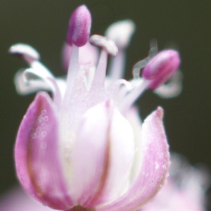 Photographie n°155137 du taxon Allium porrum subsp. porrum