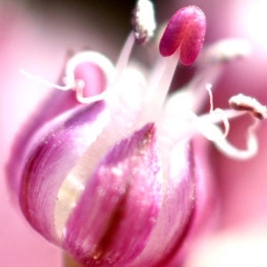 Photographie n°155138 du taxon Allium porrum subsp. porrum