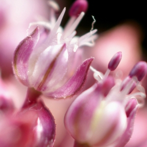 Photographie n°155139 du taxon Allium porrum subsp. porrum