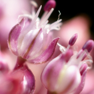 Photographie n°155140 du taxon Allium porrum subsp. porrum